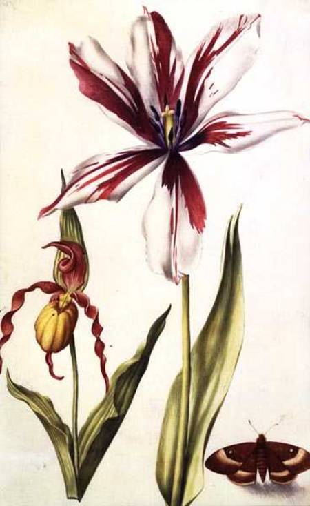 Orchid, Tulip and Butterfly from Nicolas Robert