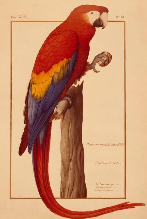Psittacus maximus Aldr (ovandi) from Nicolas Robert