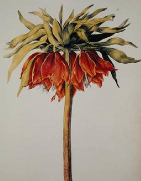 Crown Imperial Lily or Fritillary, from 'La Guirlande de Julie'