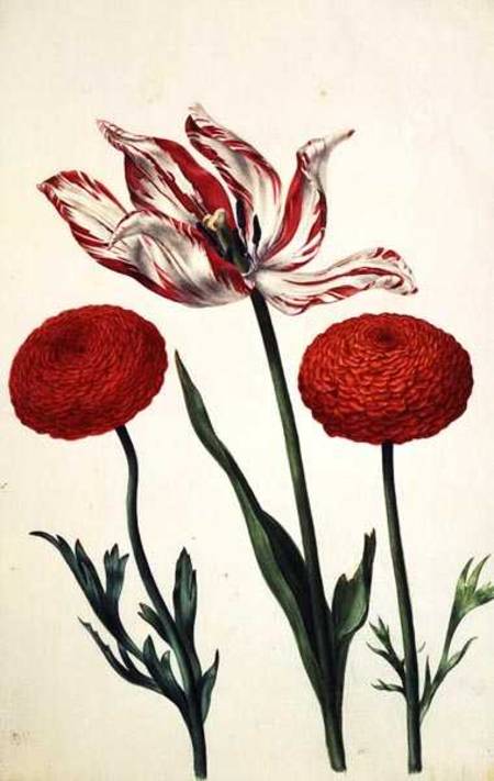 Tulip and Dahlias from Nicolas Robert