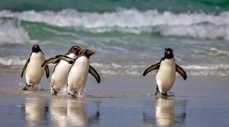Rockhopper Pinguins sind gerade aus dem Meer zurückgekehrt