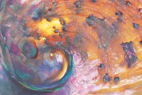 Abalone shell against sun (photo)  from 