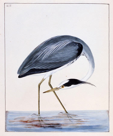 A Heron from 
