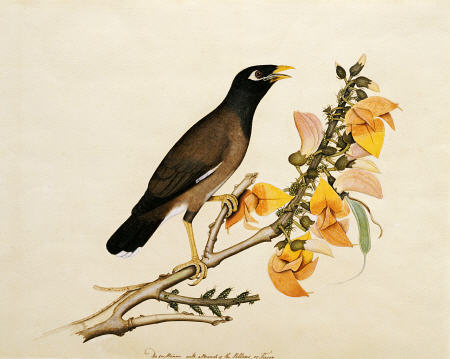 A Minah Bird Perched On A Flowering Branch from 