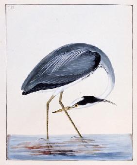 A Heron