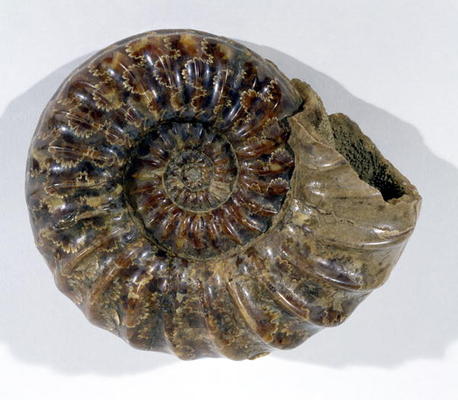 Asteroceras obtusum (Ammonite) found in Lyme Regis, Dorset, Lower Jurassic Period (photo) from 
