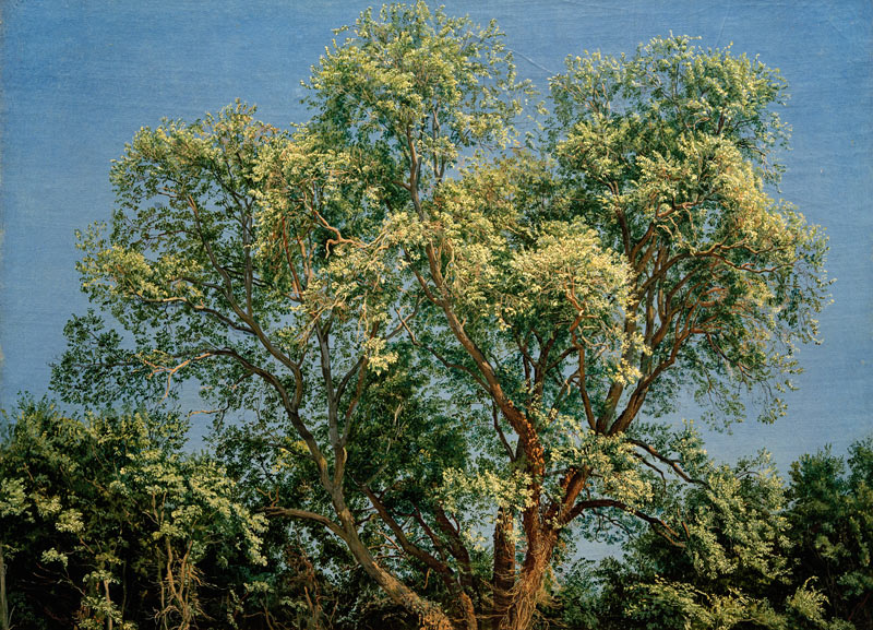 A.A.Iwanow, Baum im Chigi-Park from 