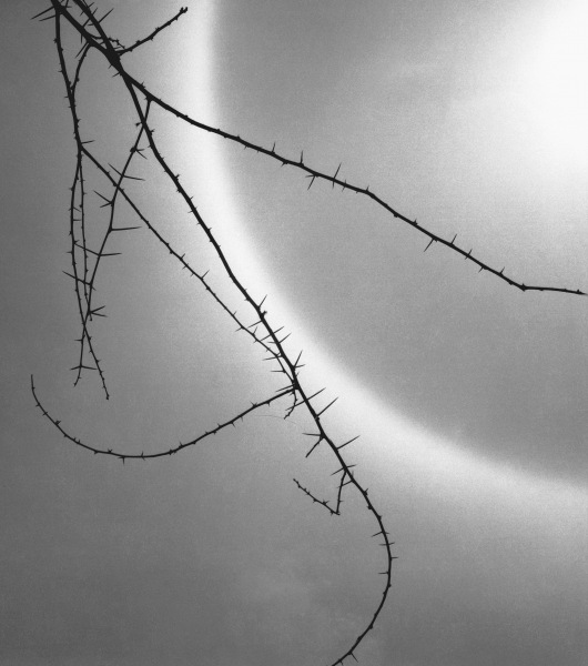 Barbed branch of thorny plant (b/w photo)  from 