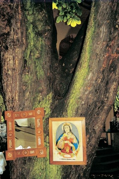 Branch between tree trunks lit up Mother Mary adding (photo)  from 