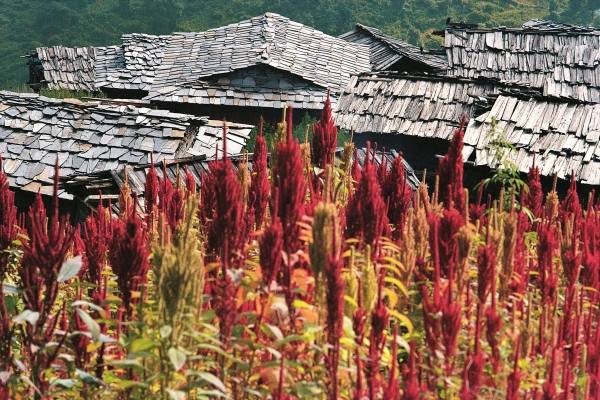 Buckwheat fields and slate-roofed huts, Kulu Valley (photo)  from 