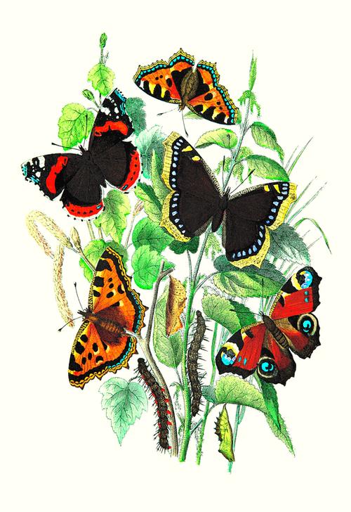 Butterflies from 
