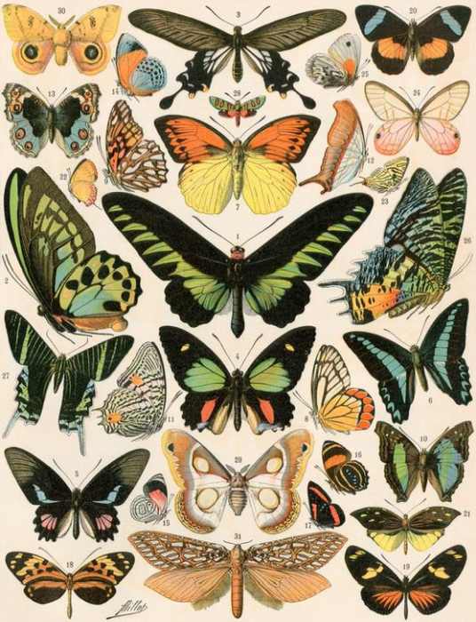 Butterflies and moths not native to Europe from 