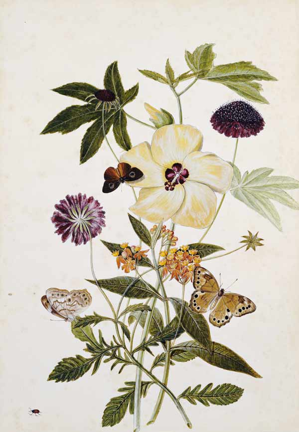 Milkweed,  Poppy And Hibiscus  With Butterflies And A Beetle from 