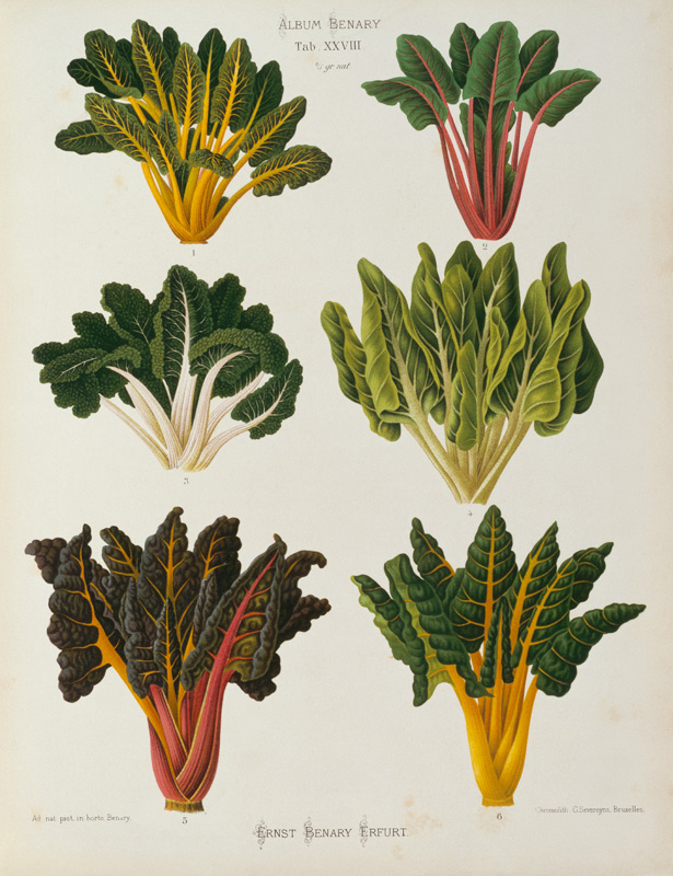Chard, Album Benary / Colour lithograph from 