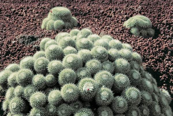 Cactus (photo)  from 