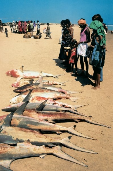 Catch of fish at Konarak (photo)  from 