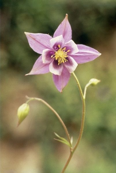 Columbine (Aquilegia pubiflora) (photo)  from 