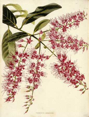 Combretum Purpureum From The Botanical Cabinet, Consisting Of Coloured Delineations Of Plants From A from 