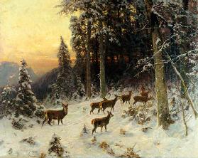 Deer In Winter Wooded Landscape
