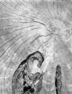 Close up of tree trunk (b/w photo) 