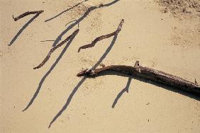 Coconut tree roots and dry twig, Bangramn (photo) 