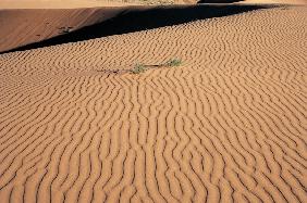 Coral Sand Dunes (photo) 