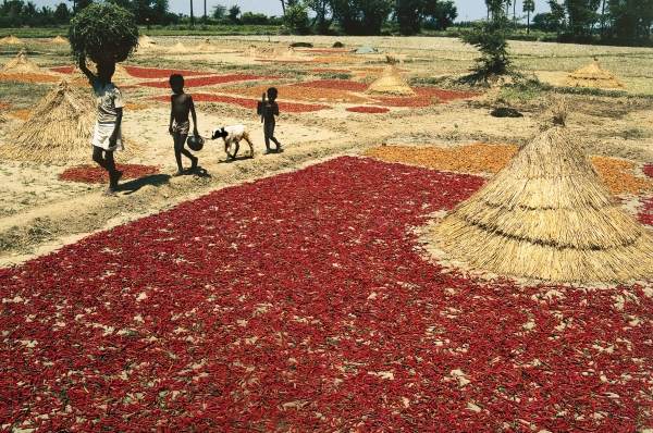 Drying chillies red peppers at Kalingapatnam (photo)  from 