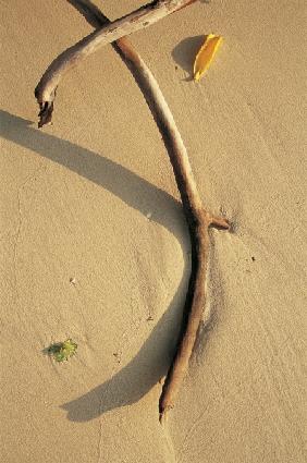 Driftwood and dry leaf (photo) 