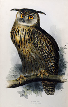 Eagle Owl, Lithographic Plate From ''The Birds Of Europe'' John Gould from 