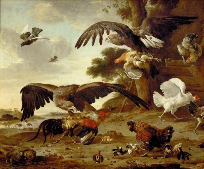 Eagles attacking chickens from 
