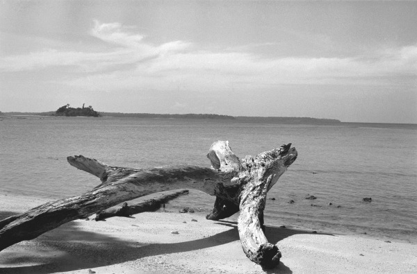 Form of tree trunk at beach (b/w photo)  from 