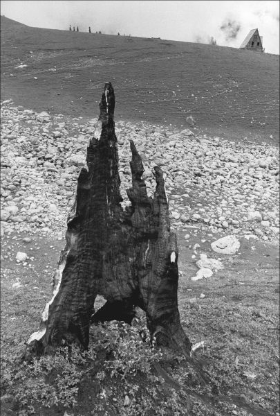 Form of tree trunk (b/w photo)  from 