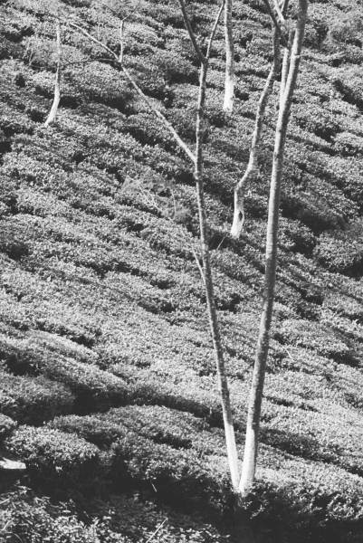 Form of trees in tea garden (b/w photo)  from 