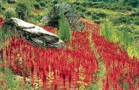 Fields of red buckwheat, Tons Valley (photo) 