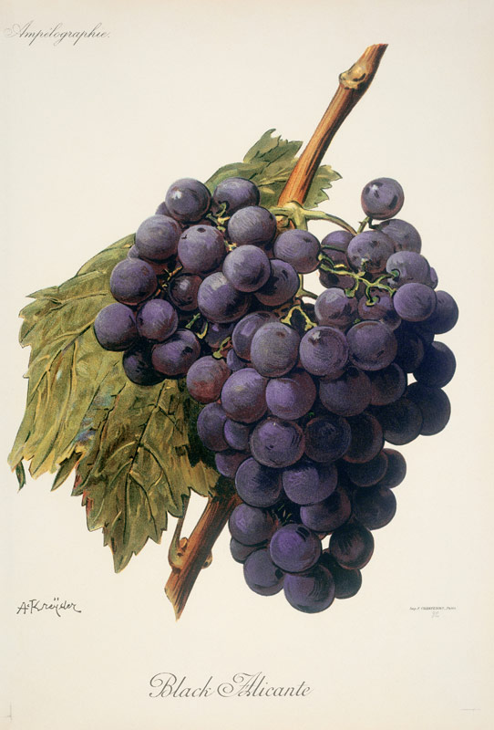 Grapes: Black Alicante from 