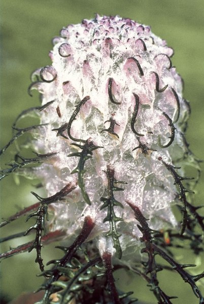 Heem Kamal Cottony Saussurea (Saussurea gossypiphora) (photo)  from 