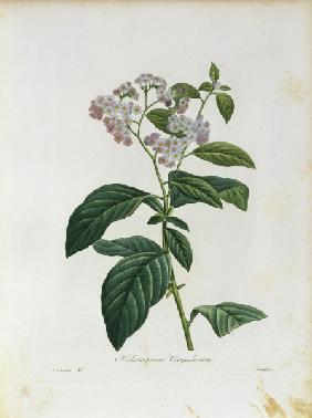 Heliotropium Corymbosum / Redouté