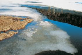 Ice floe dry grass water reeds and reflected clouds in water, St Moritz (photo) 