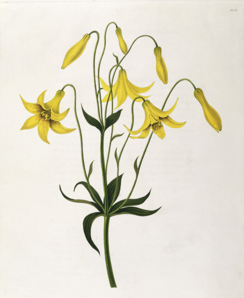 Lily / Colour Lithograph / 1831-34 from 