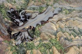 Leathery kelp (photo) 