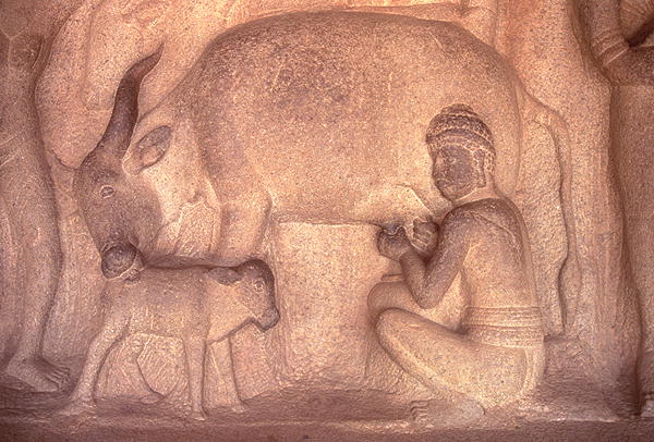 Milking the Cow, Krishnmandapam, 5th century (carved granite)  from 