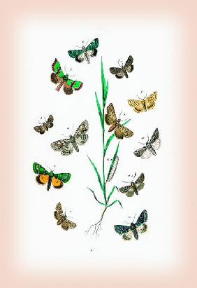 Moths: Cleophana Anarrhini