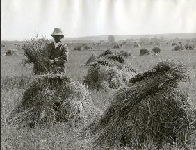 Man in wheat field / Oregon / Photo 1910