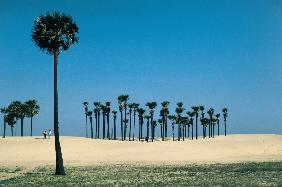 Most beautiful palm groves (photo) 