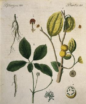 Nux Vomica and Ginseng / Bertuch 1792