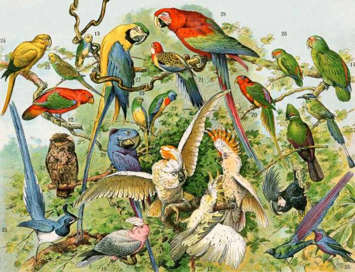 Parrots, cockatoos, and other jungle birds. from 
