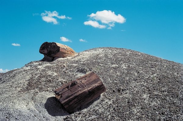 Petrified forest National Park (photo)  from 