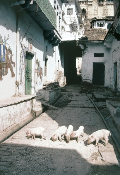 Pigs in painted street, Bundi (photo)  from 