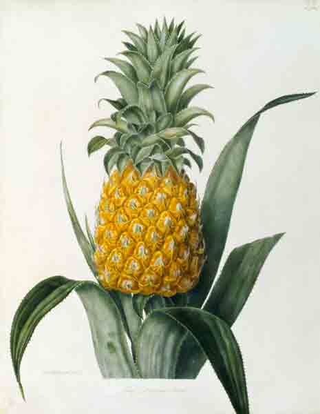 Pineapple / Lithograph after Hooker from 