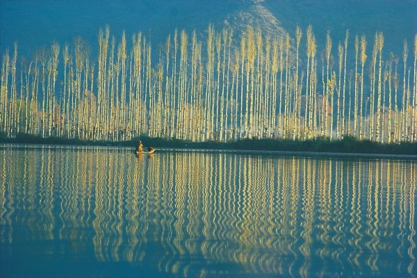 Poplars in late autumn sunlight, Dal lake (photo)  from 